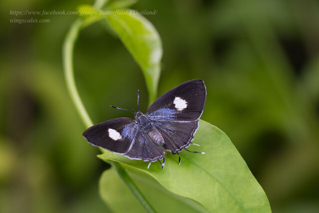 Horaga albimacula viola