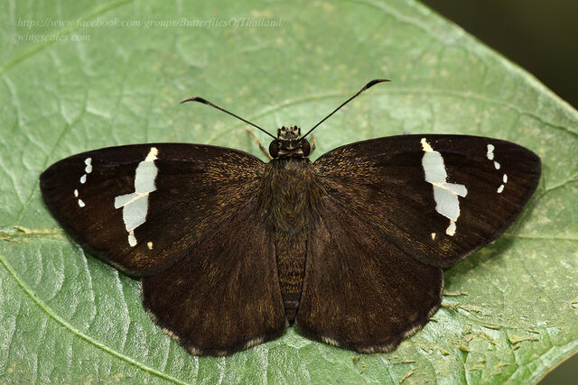 Celaenorrhinus nigricans nigricans