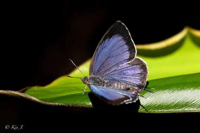 Arhopala birmana birmana