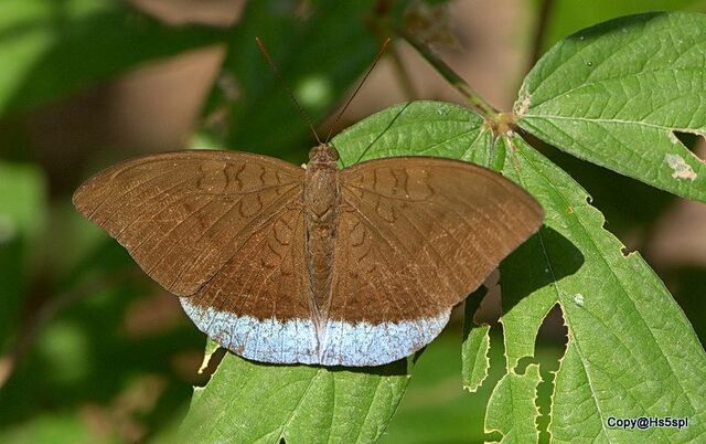 Tanaecia julii odilina
