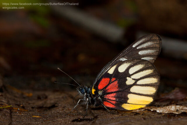 Delias acalis pyramus