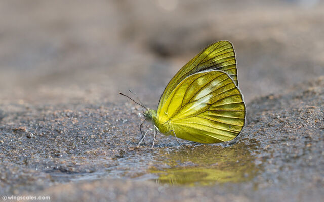 Cepora nadina nadina