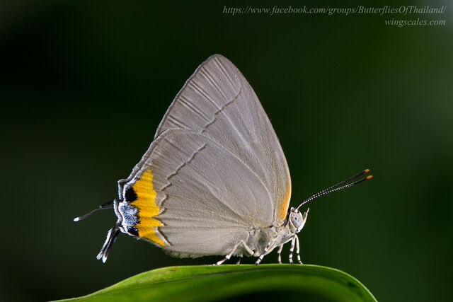 Tajuria ister tussis