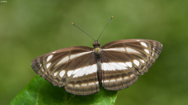 Neptis clinia susruta
