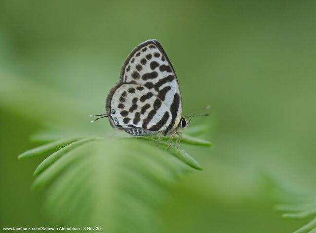 Tarucus waterstradti vileja