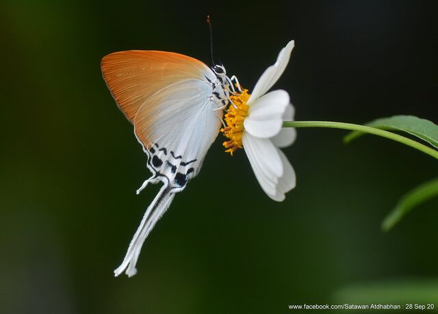 Jacoona anasuja anasuja