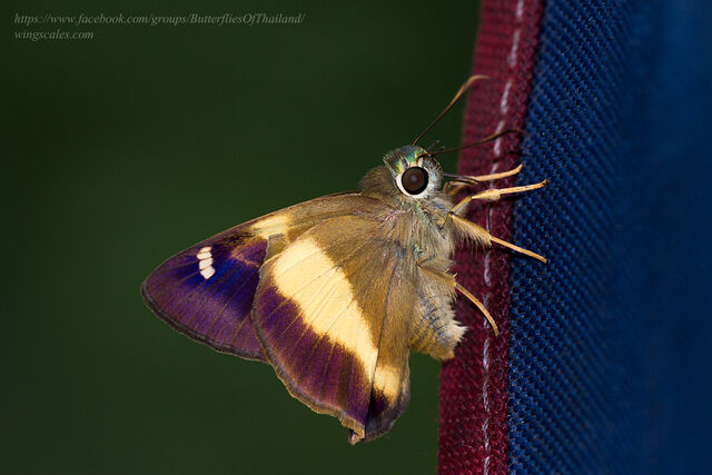 Hasora schoenherr gaspa