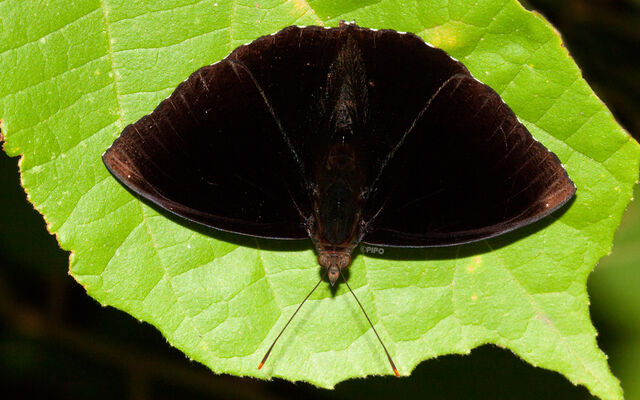 Rohana tonkiniana siamensis