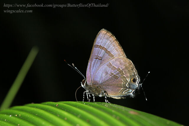 Rapala varuna orseis