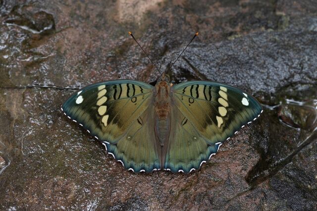 Euthalia narayana narayana