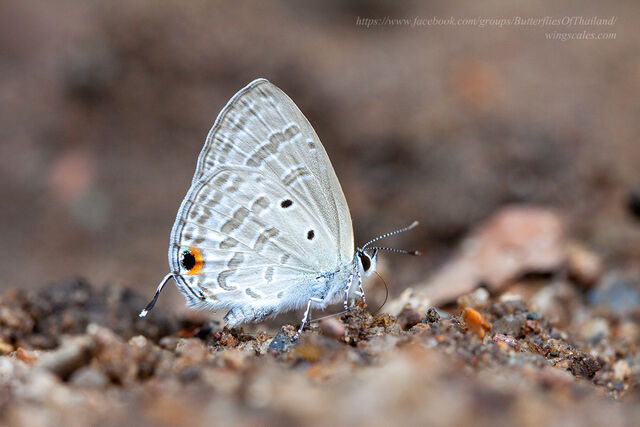 Catochrysops strabo strabo