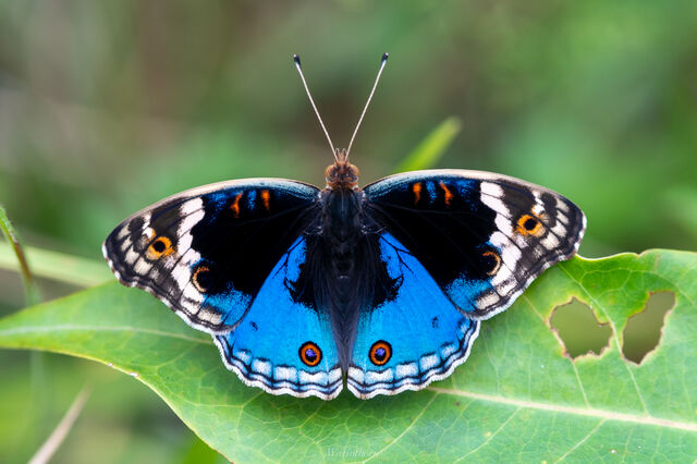 Junonia orithya ocyale