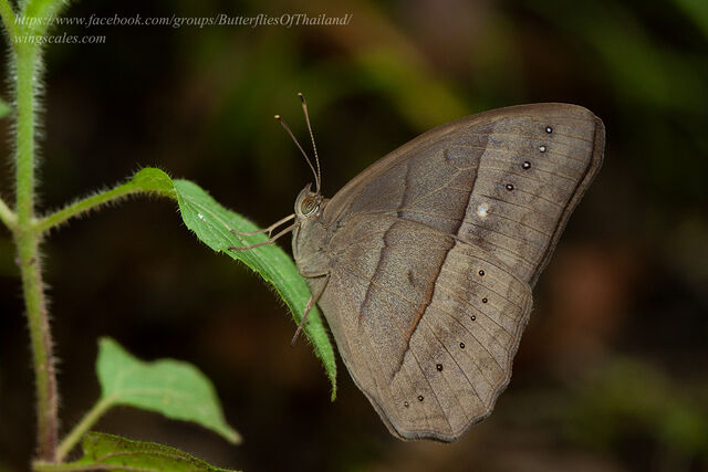 Mycalesis mnasicles perna