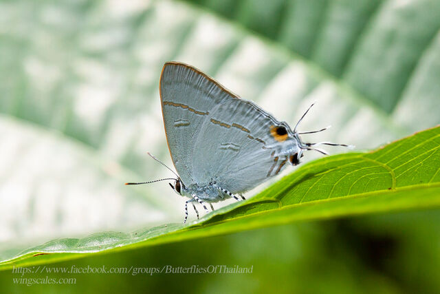 Hypolycaena erylus himavantus