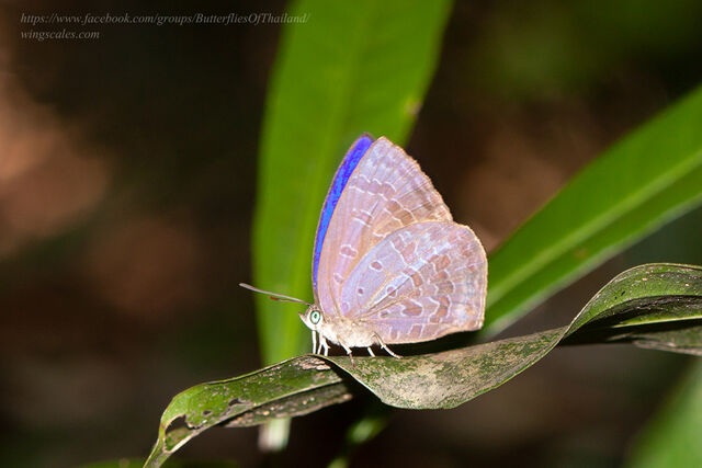 Arhopala arvina aboe