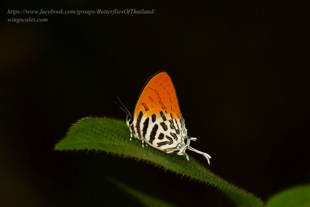 Drupadia ravindra moorei