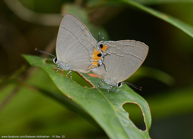 Tajuria isaeus verna