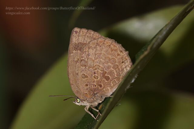 Arhopala asinarus tounguva