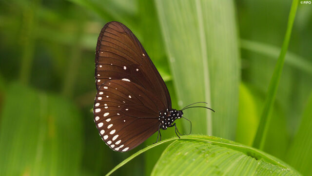 Euploea camaralzeman camaralzeman