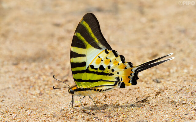 Graphium antiphates nebulosus