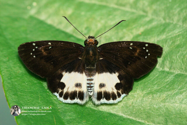 Tagiades cohaerens cynthia