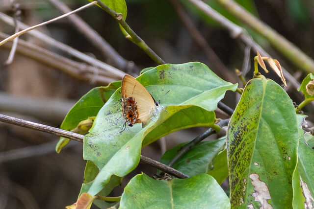 Semanga superba siamensis