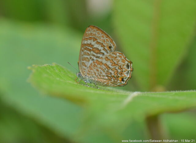 Poritia hewitsoni regia