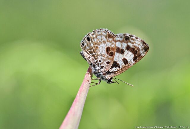 Niphanda tessellata tessellata