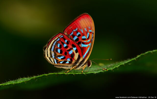 Paralaxita telesia lyclene