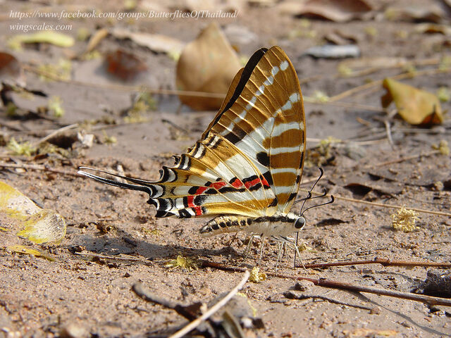 Graphium nomius swinhoei