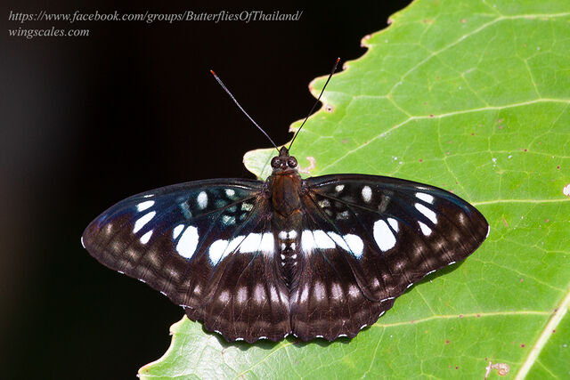 Athyma ranga obsolescens
