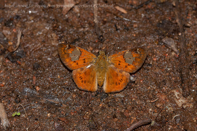 Pseudocoladenia fatua