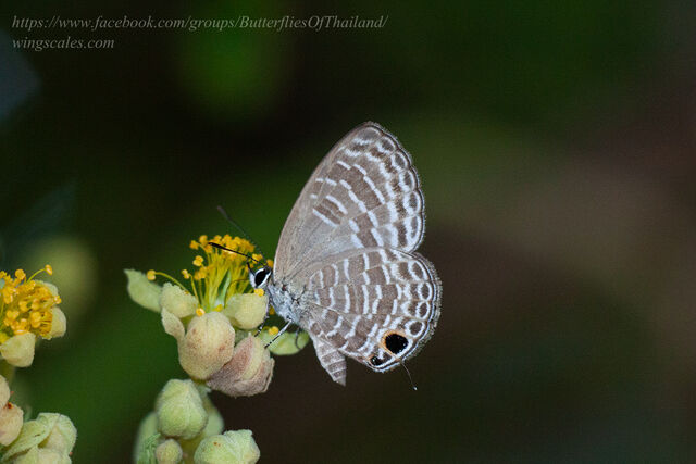 Nacaduba sanaya naevia