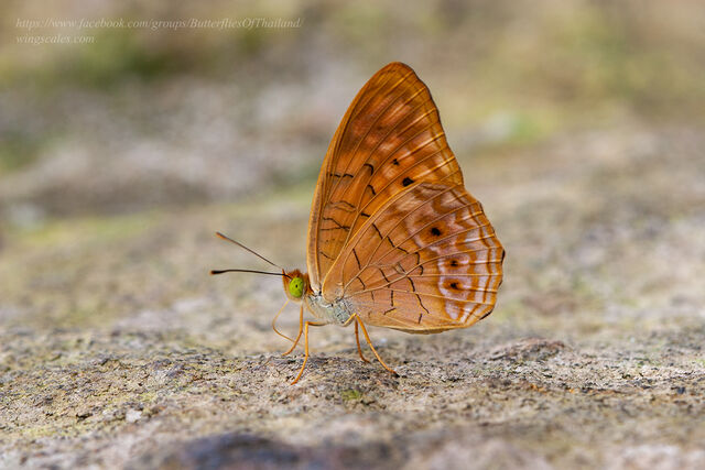Phalanta alcippe alcippoides