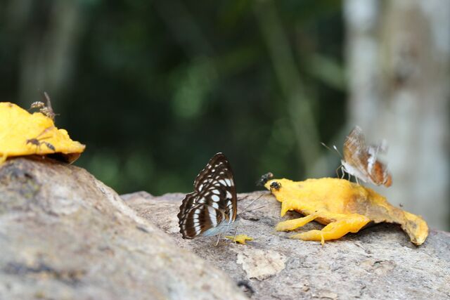 Athyma selenophora bahula