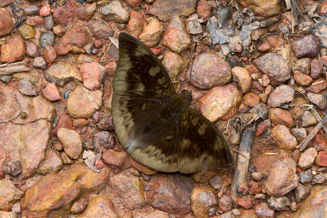 Euthalia eriphylae chula