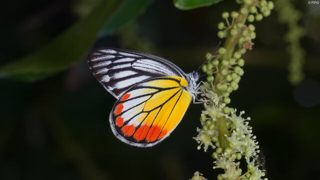 Delias hyparete indica