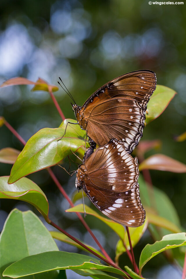 Hypolimnas bolina jacintha