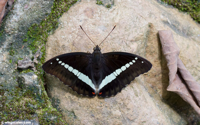 Euthalia monilis monilis