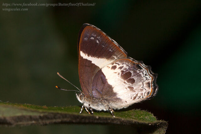 Simiskina phalena harterti