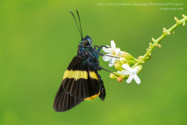 Acerbas sarala chinensis