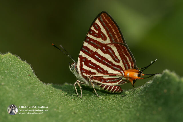 Spindasis lohita himalayanus