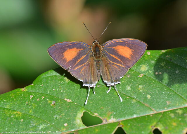 Drupadia theda thesmia