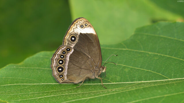 Mycalesis anaxias aemate