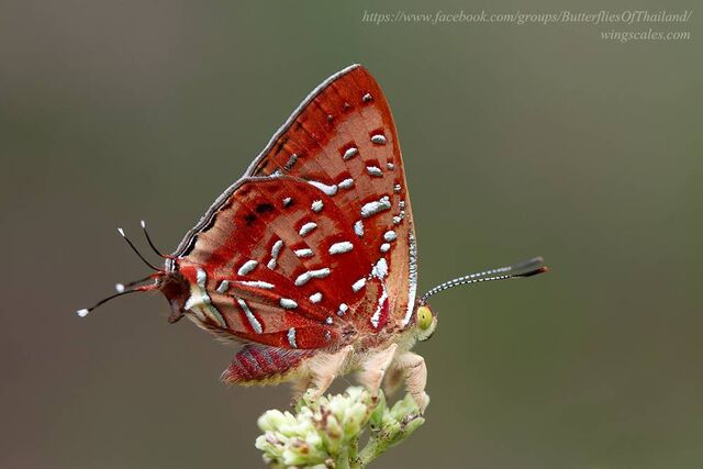Spindasis vixinga davidsoni