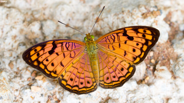 Phalanta alcippe alcippoides