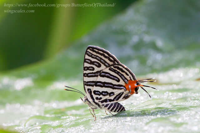 Spindasis syama terana