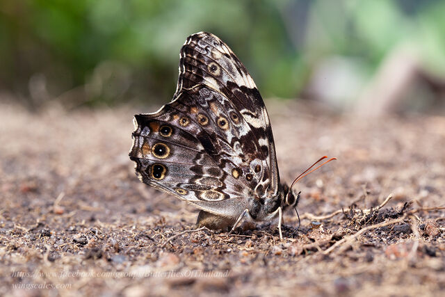 Neope pulahoides pulahoides