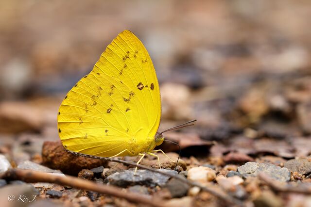 Catopsilia scylla cornelia