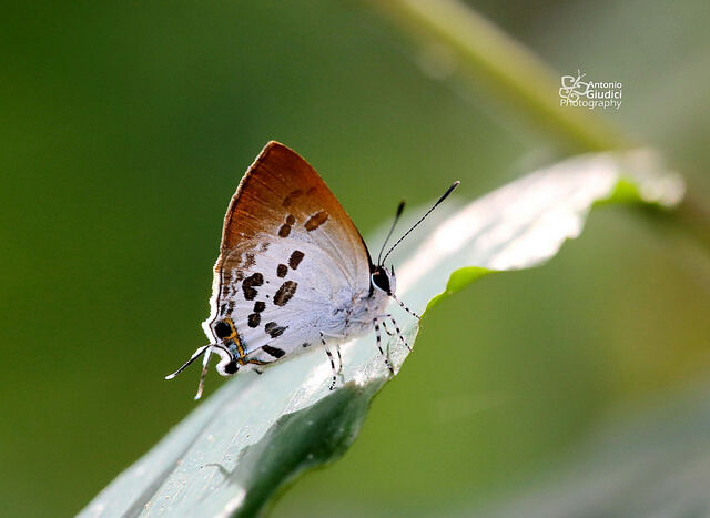 Sinthusa malika amata